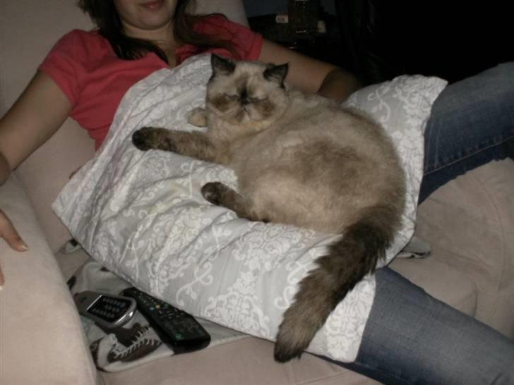 Exotic Lotus - TV aften billede 4