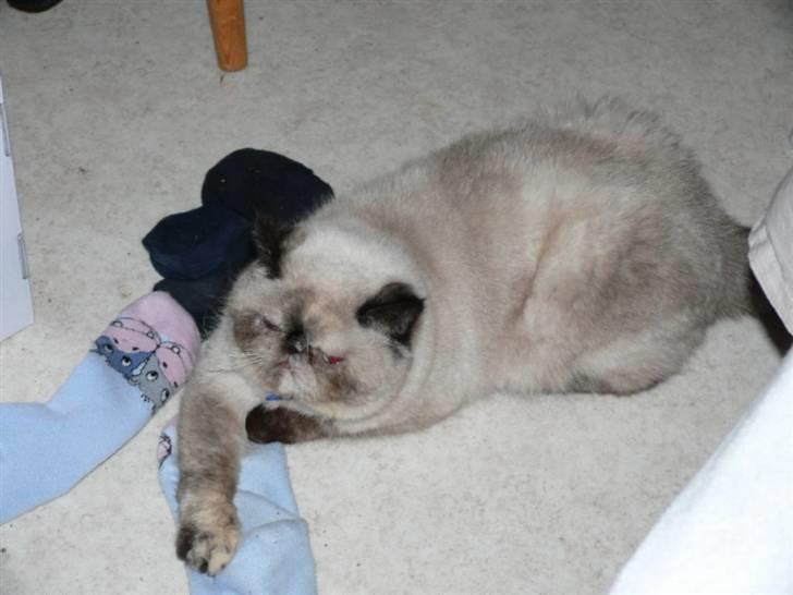 Exotic Lotus - Lige kommet hjem fra dyrlægen og er stadig lidt groggy billede 5