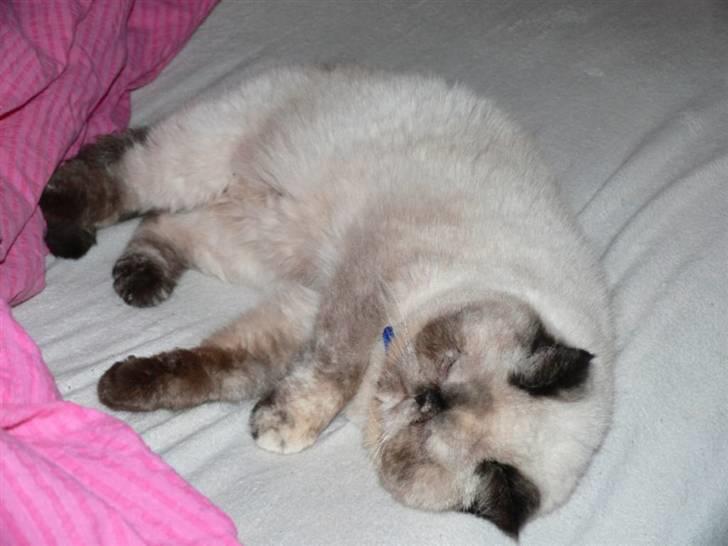 Exotic Lotus billede 6