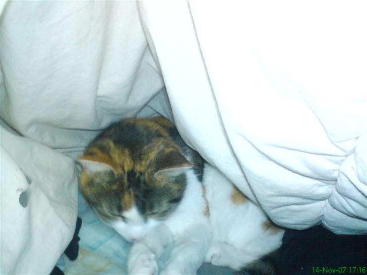 Huskat molly billede 1