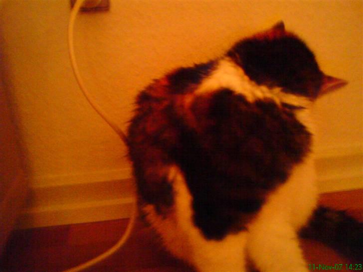 Huskat molly billede 2