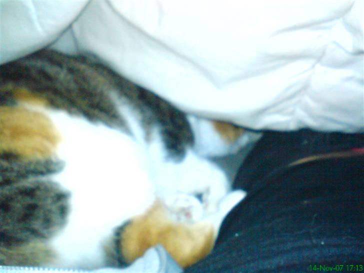 Huskat molly billede 3