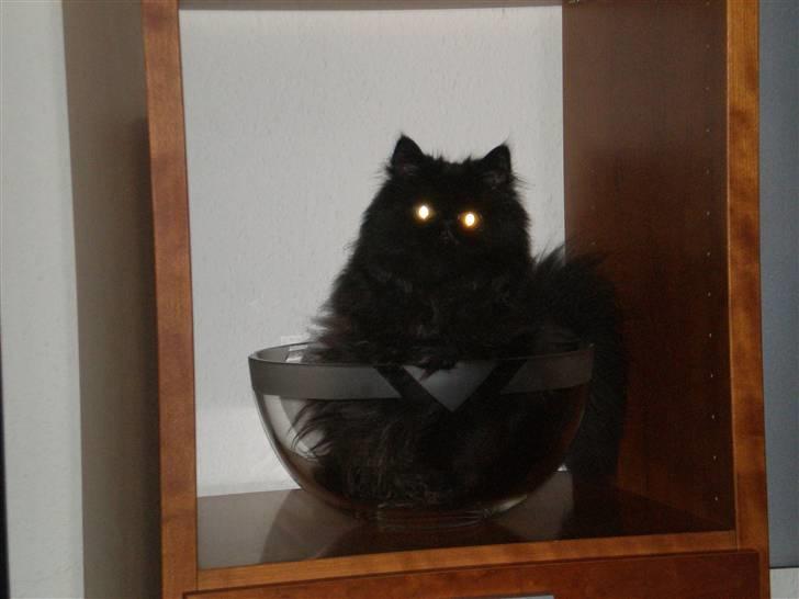 Perser Queenie billede 13