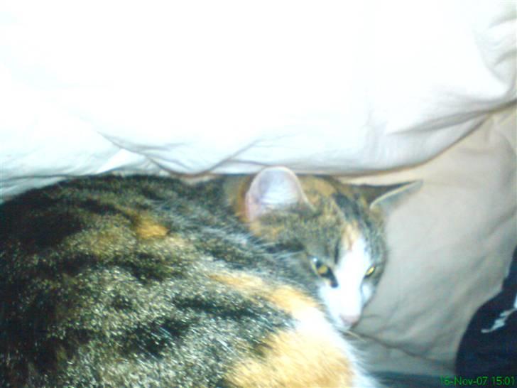 Huskat molly billede 4