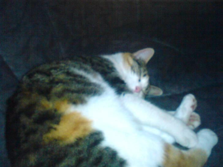 Huskat molly billede 5