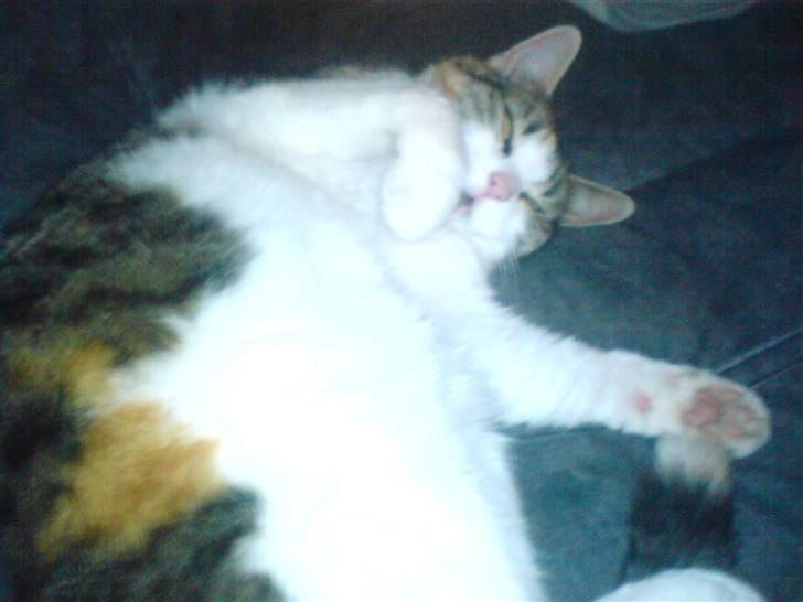 Huskat molly billede 6