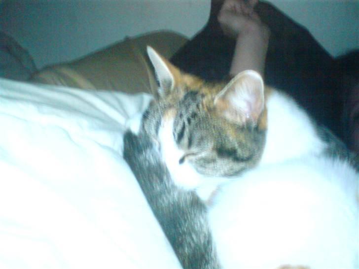 Huskat molly billede 7