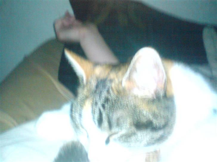 Huskat molly billede 8