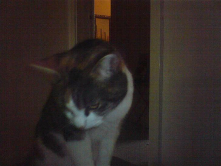 Huskat molly billede 9