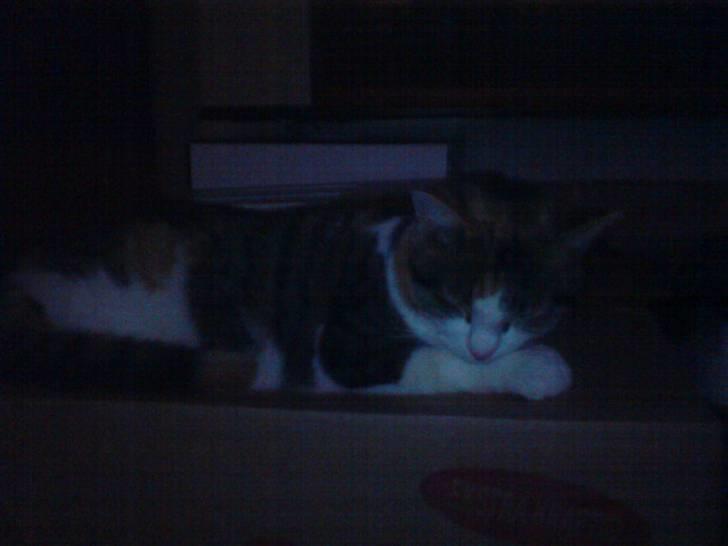 Huskat molly billede 10