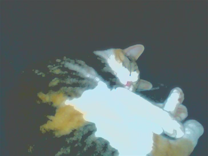 Huskat molly billede 11