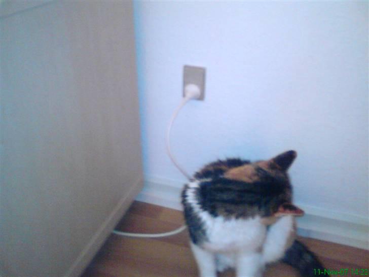 Huskat molly billede 12