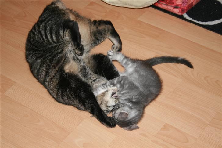 Blanding af racer Pjuske - Der skal også være plads til leg .. ;O) billede 16