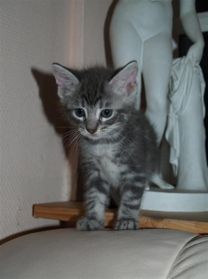 Blanding af racer Pjuske - Har han virkelig været så lille????? Haha billede 17