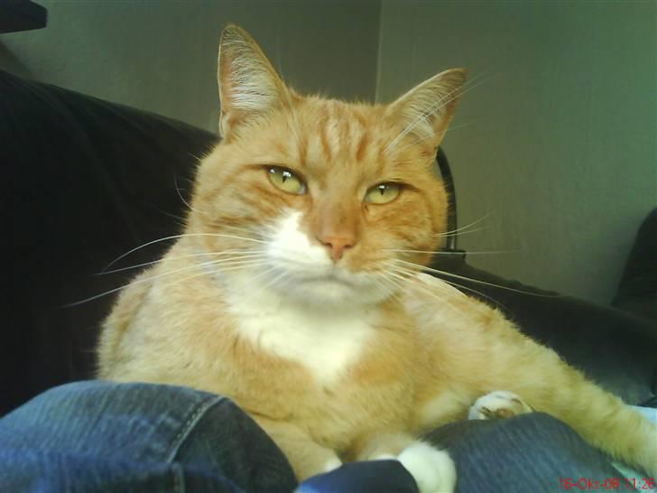 Huskat fister billede 12