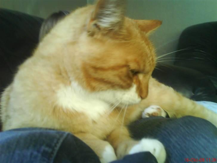 Huskat fister billede 13