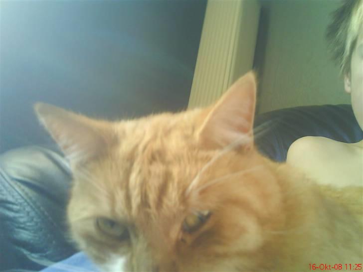 Huskat fister billede 14