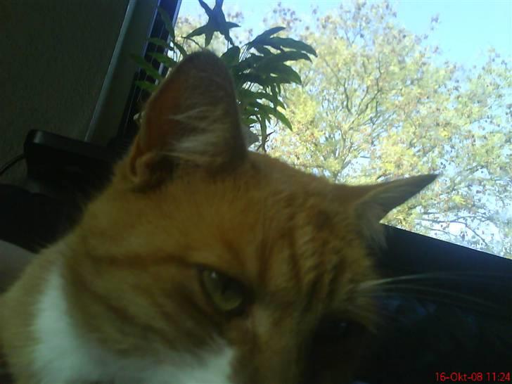 Huskat fister billede 16