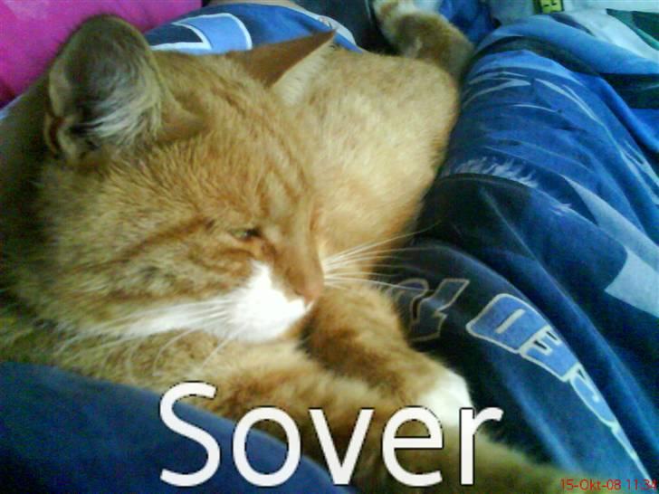 Huskat fister billede 17