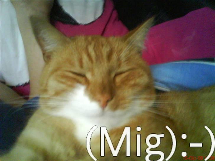 Huskat fister billede 18