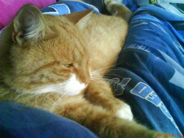 Huskat fister billede 20