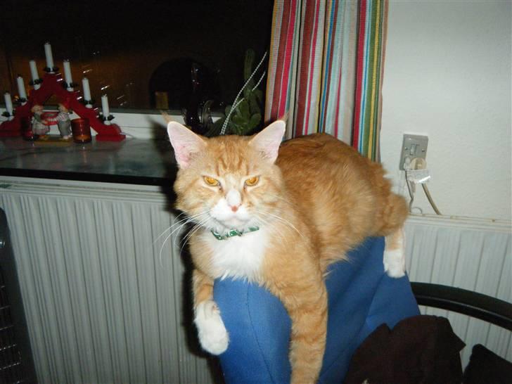 Maine Coon Silas billede 10