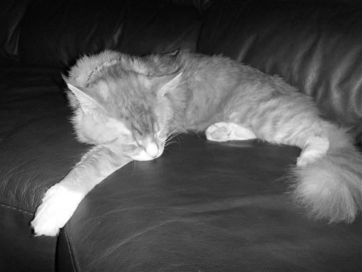 Maine Coon Silas - Når man er træt .. jaah xD billede 11