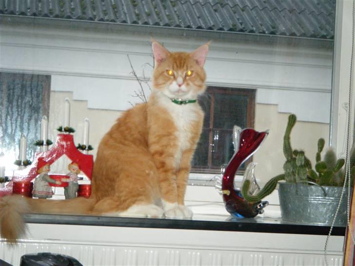 Maine Coon Silas billede 12