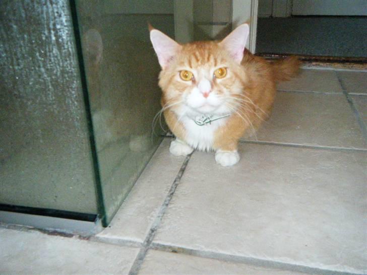 Maine Coon Silas billede 13