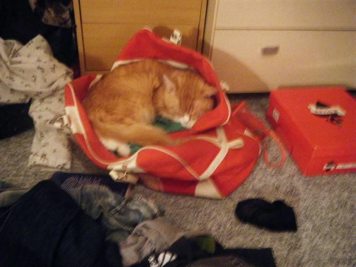 Maine Coon Silas billede 14