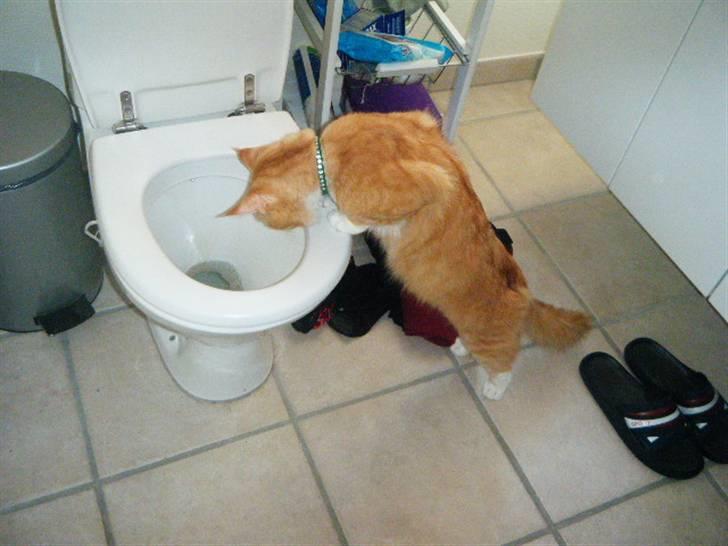 Maine Coon Silas - Toilet? billede 15