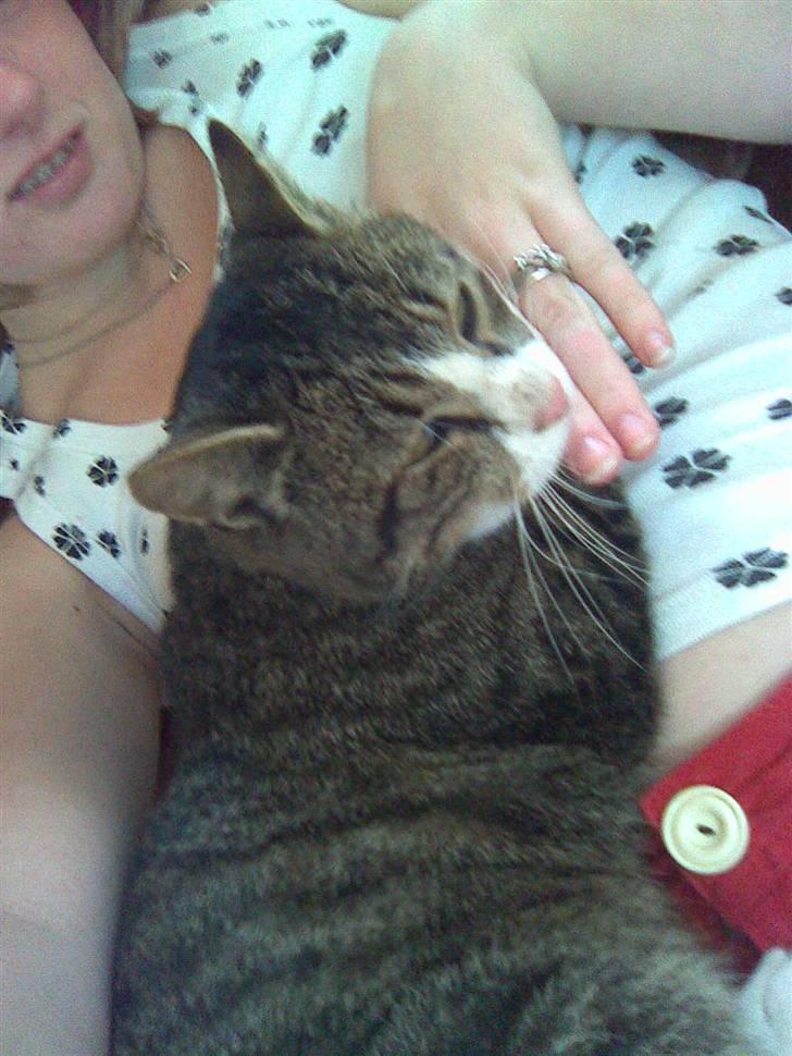 Huskat Tigerdyr :D billede 1