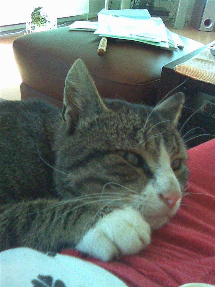 Huskat Tigerdyr :D billede 2