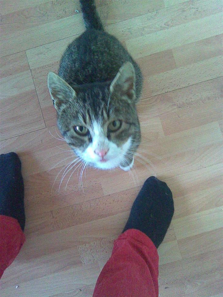 Huskat Tigerdyr :D billede 3