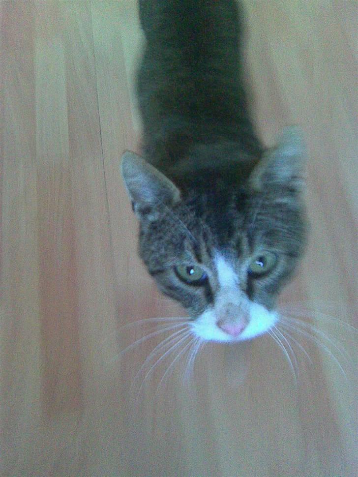 Huskat Tigerdyr :D billede 4