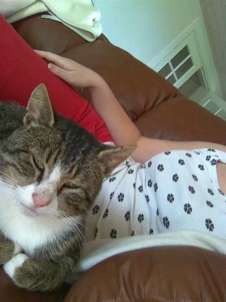 Huskat Tigerdyr :D billede 5