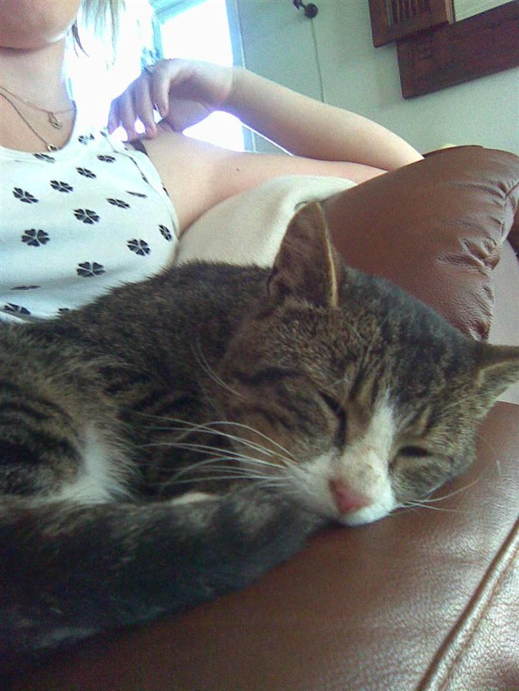 Huskat Tigerdyr :D billede 6