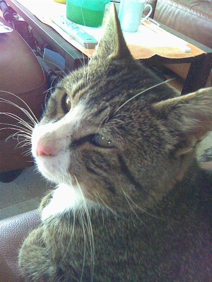 Huskat Tigerdyr :D billede 7