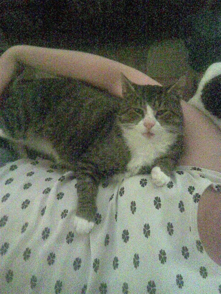 Huskat Tigerdyr :D billede 8