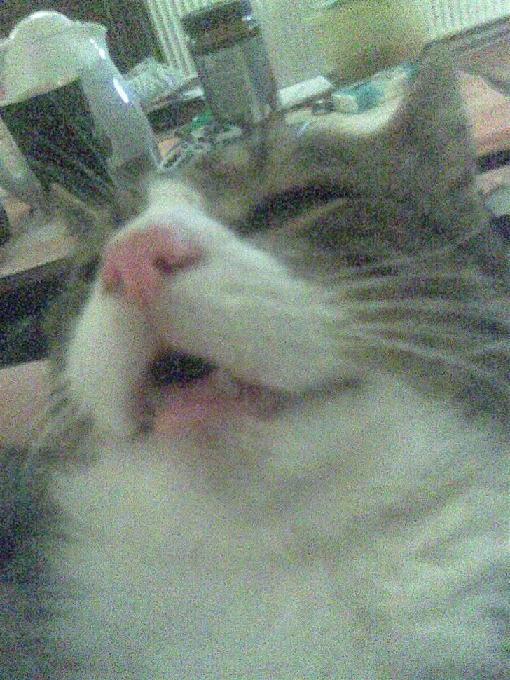 Huskat Tigerdyr :D - Som sagt xD Med Åben mund :p billede 9