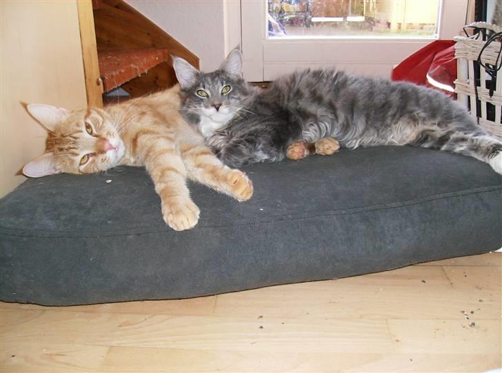 Maine Coon Anton billede 13