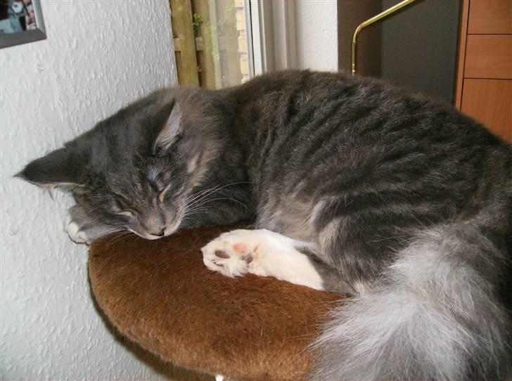 Maine Coon Anton billede 14