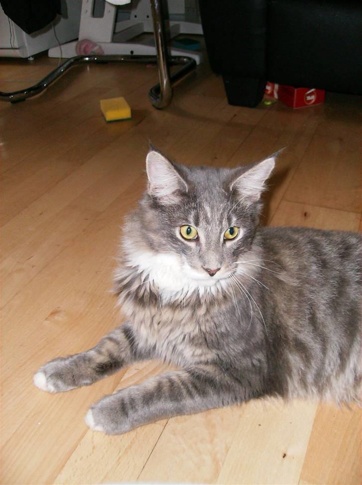 Maine Coon Anton billede 15
