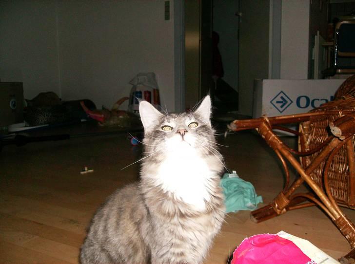 Maine Coon Anton billede 16