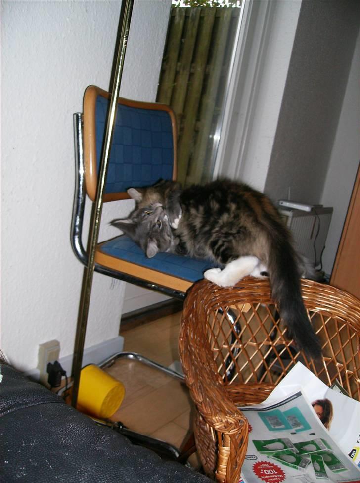 Maine Coon Anton billede 17