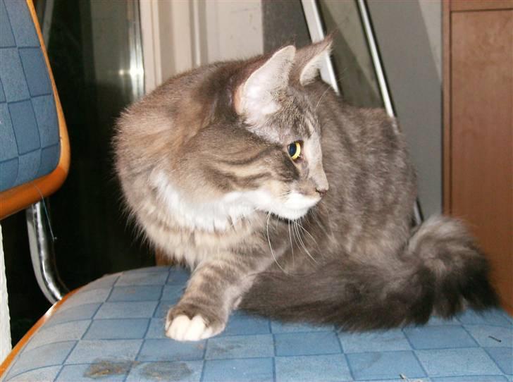 Maine Coon Anton billede 18