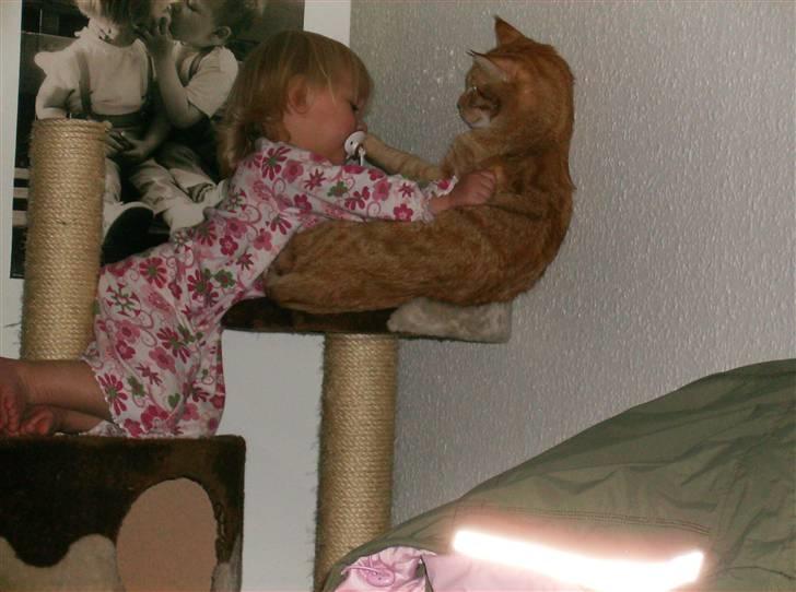 Huskat Sebastian billede 19