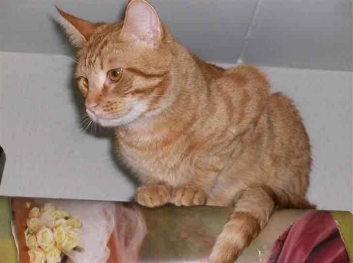 Huskat Sebastian billede 20