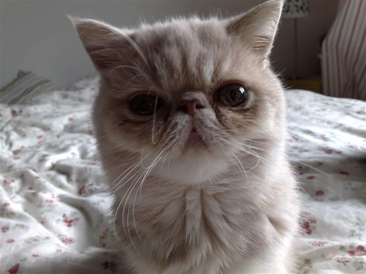 Exotic Noah billede 1