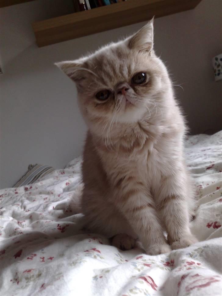 Exotic Noah - Smuk allerede som 7mdr. gammel.... billede 2